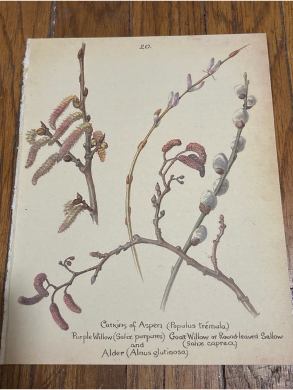 1977 Vintage Botanical Print book page-  Willow & Aspen Catkins 9”x7”